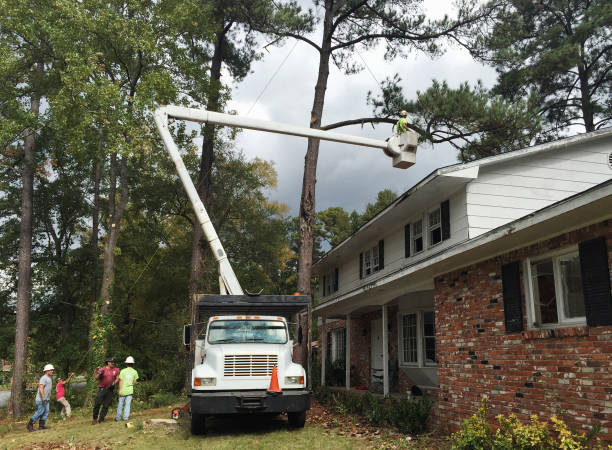 Best Fruit Tree Pruning  in Angwin, CA