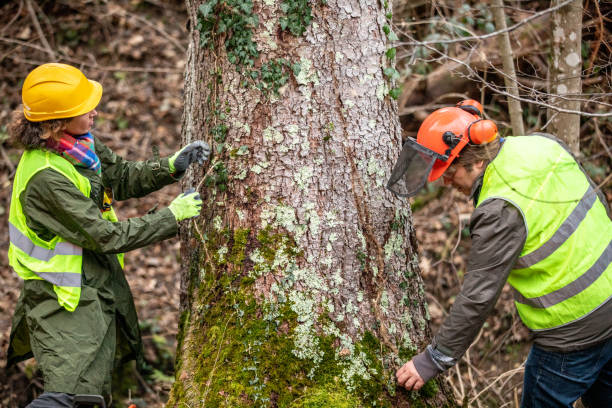 Best Tree Removal Service  in Angwin, CA