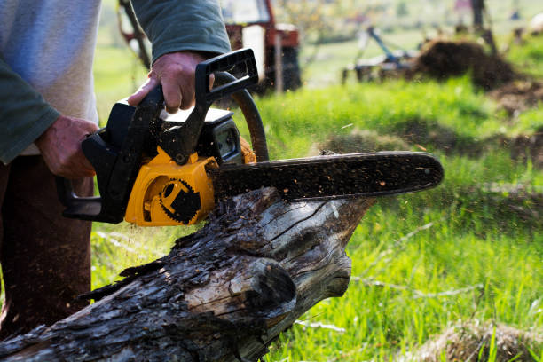 Professional Tree Services in Angwin, CA