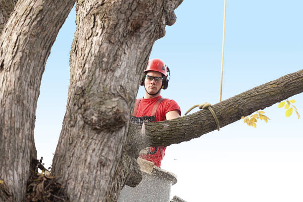 How Our Tree Care Process Works  in  Angwin, CA